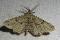 Peribatodes rhomboidaria rhomboidaria