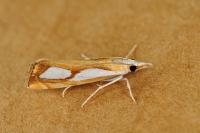 Catoptria pinella