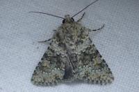 Hecatera dysodea