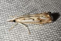Catoptria falsella