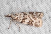 Scoparia pyralella