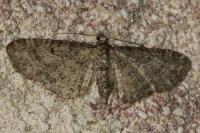 Eupithecia subfuscata