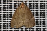Ochropacha duplaris