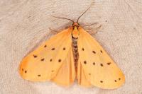 Setina flavicans