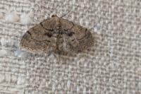 Idaea laevigata