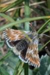 Omia cymbalariae