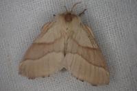 Malacosoma neustria