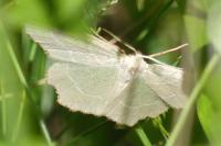 Thalera fimbrialis
