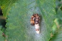 Acronicta alni