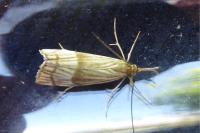 Chrysocrambus linetella