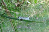Myelois circumvoluta