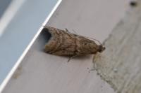 Ephestia woodiella/parasitella/elutella
