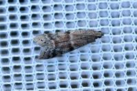 Ephestia woodiella/parasitella/elutella
