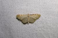 Idaea fuscovenosa