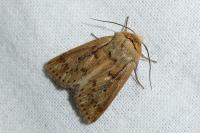 Mythimna anderreggii