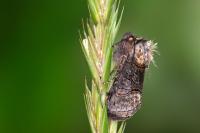 Abrostola asclepiadis