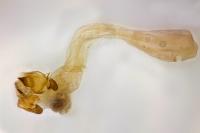 Abrostola asclepiadis