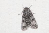 Acronicta megacephala