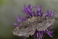 Alcis repandata