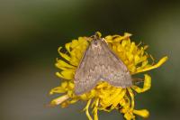 Anania fuscalis