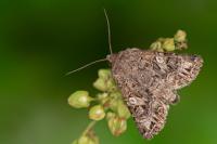 Anarta odontites