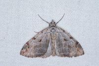 Aplocera efformata/plagiata