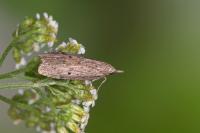 Aphomia sociella