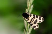 Arctia tigrina