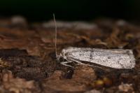 Cadra abstersella
