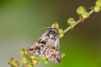Calophasia lunula