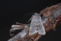Caradrina gilva