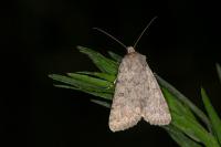 Dichagyris renigera renigera