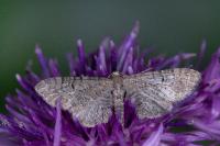Eupithecia alliaria