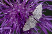 Eupithecia distinctaria
