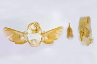 Eupithecia distinctaria