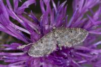 Eupithecia lariciata