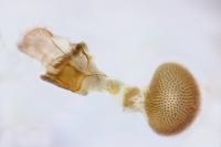 Eupithecia lariciata