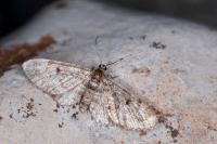Eupithecia tantillaria