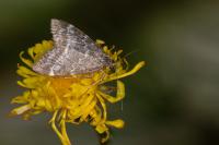 Evergestis sophialis