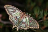 Graellsia isabellae