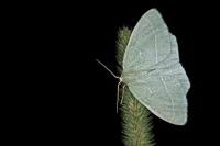 Hemistola chrysoprasaria