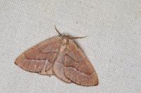 Hylaea fasciaria
