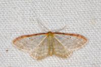 Idaea humiliata