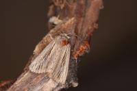 Leucania comma
