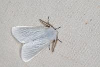 Leucoma salicis