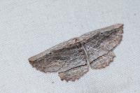 Menophra nycthemeraria