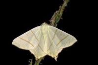 Ourapteryx sambucaria