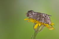 Papestra biren