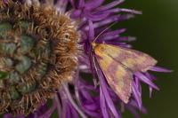 Pyrausta virginalis