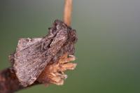 Rhegmatophila alpina